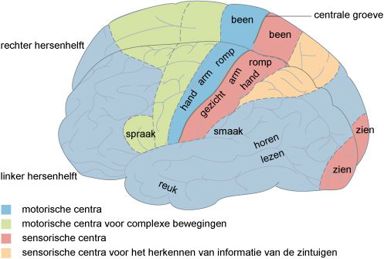 schematische voorstelling linker hersenhelft