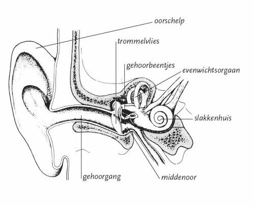 Anatomische afbeelding van het gehoord met de oorschelp, gehoorgang, trommelvlies, gehoorbeentjes, evenwichtsorgaan, slakkenhuis en het middenoor.